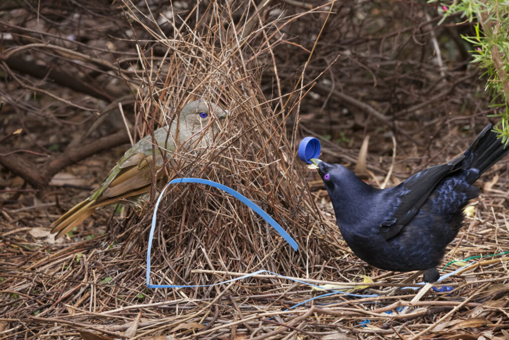 To the right of the frame, a glossy navy-coloured male Satin Bowerbird is hunched over, tail raised, holding a blue bottle cap in his beak. He is offering it to a female Satin Bowerbird to his left, hiding between the twigs of his bower.