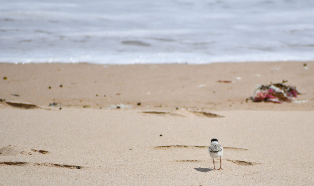 To the right of the frame, a tiny Hooded Plover chick is standing on the sand of an ocean beach, facing away from the camera and towards the water. 