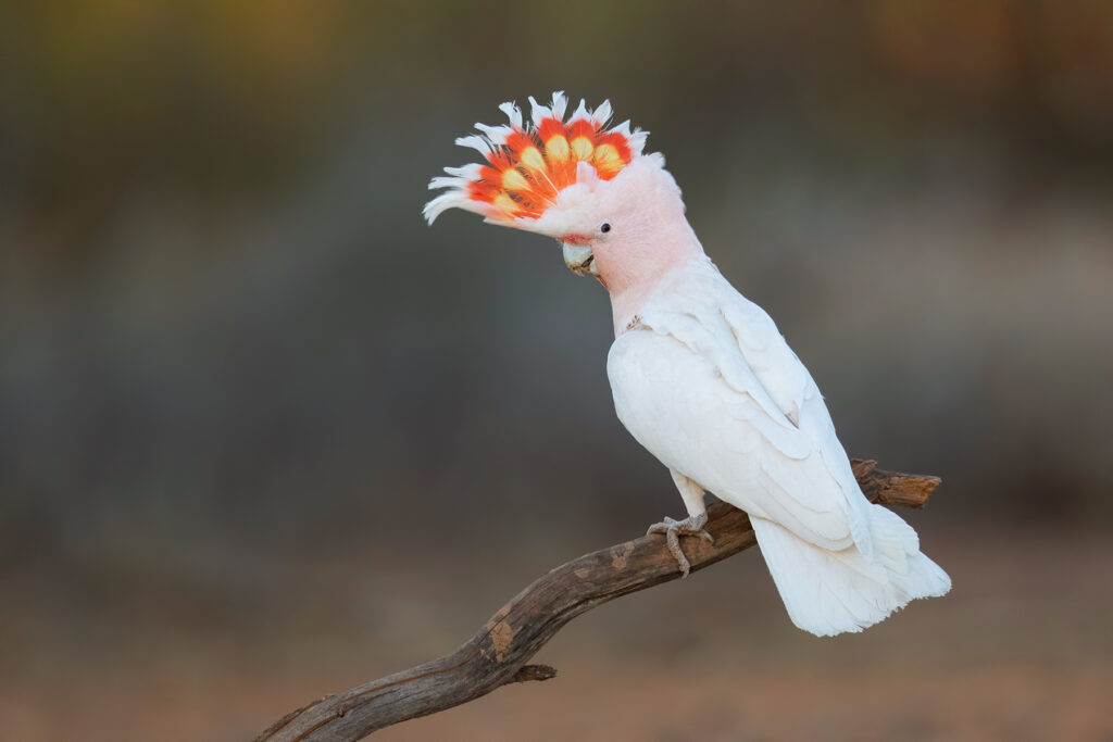 To the right of the frame, a Pink Cockatoo is perched on a branch and looking towards the camera, its fiery crest extended against a dark blotched background.