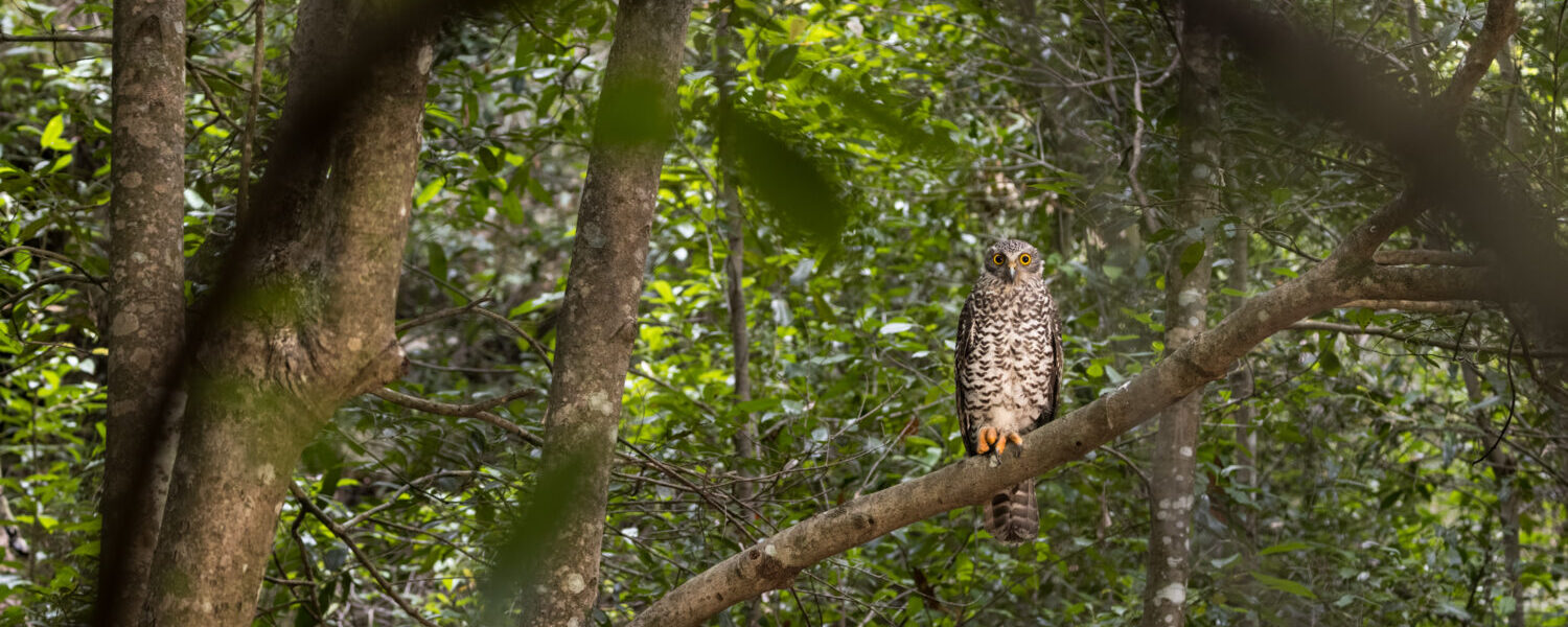An immature Powerful Owl in its typical dense creek-side habitat.