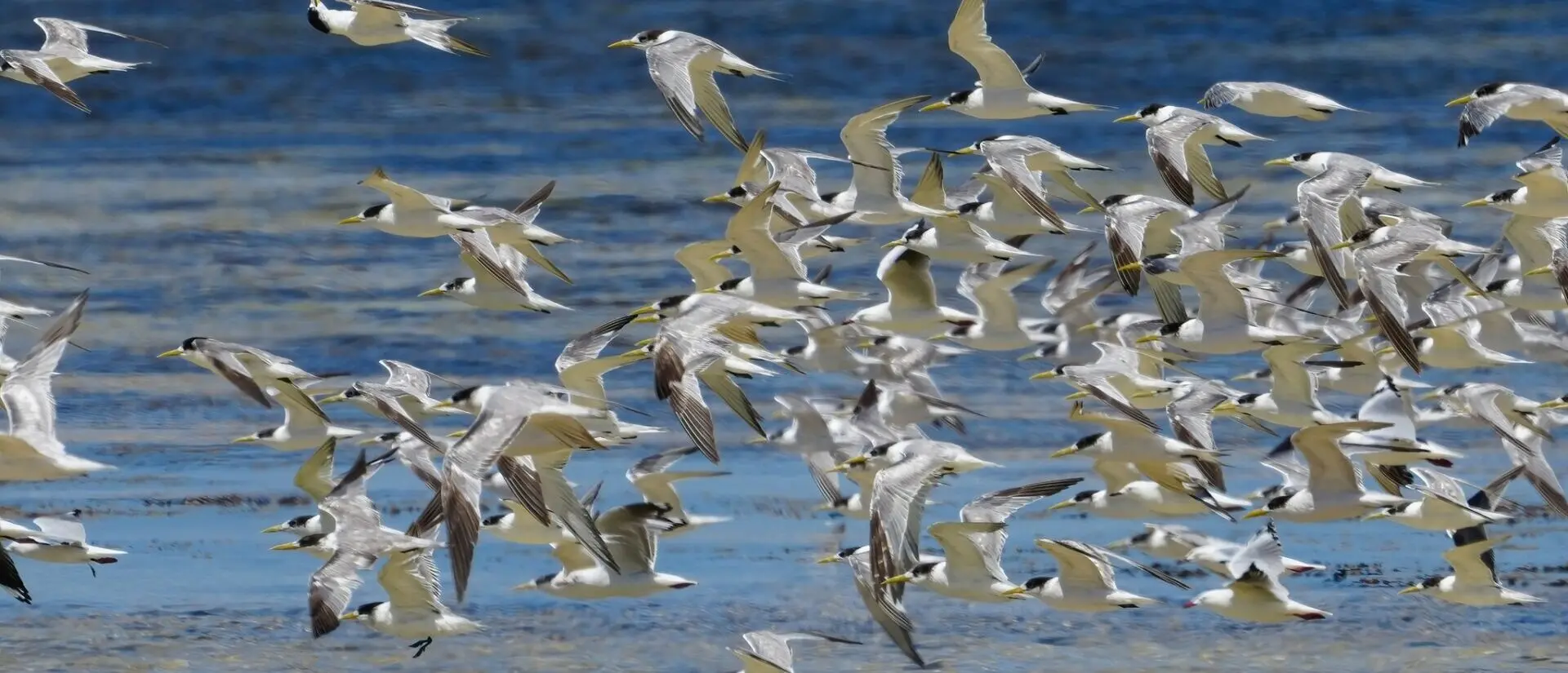 A flock of Crested Terns