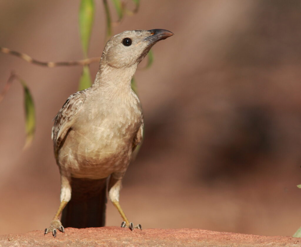 To the left of the frame, a grey-brown Great Bowerbird is perched atop a rock, facing the camera against a blotched brown background and some greenery.
