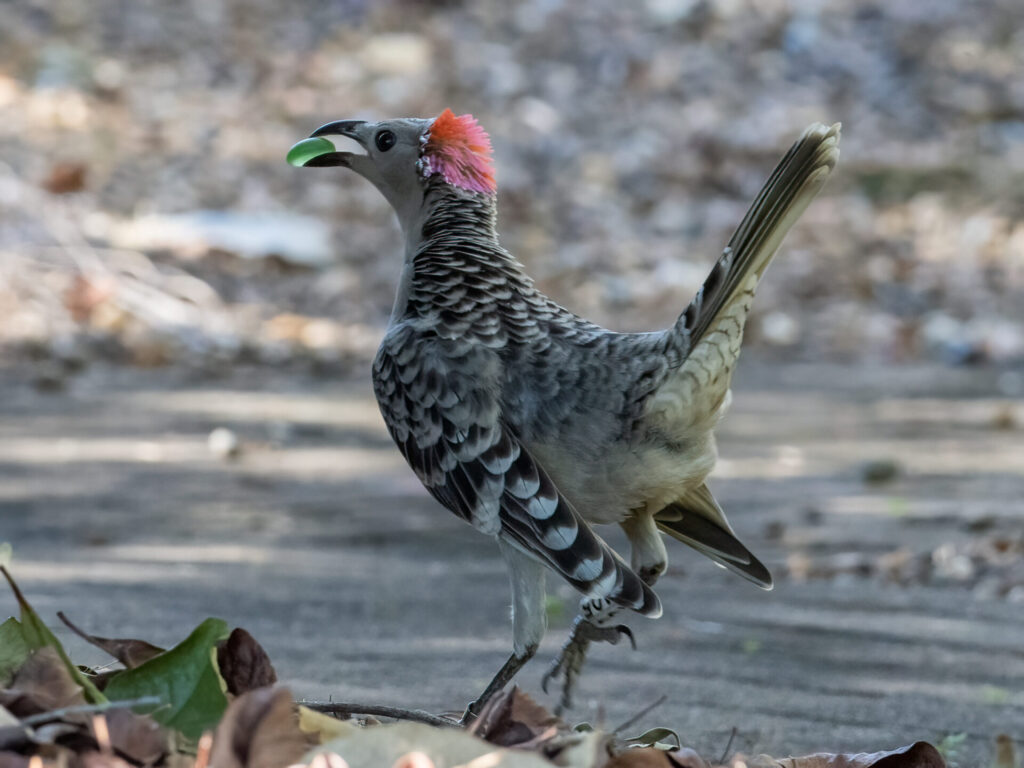 A male Great Bowerbird faces away from the camera and towards the left of the frame, holding a green glass pebble in his beak. His tail is cocked and his bright pink crest and white scalloped feathers are on show, as he hops away across the leaf litter.