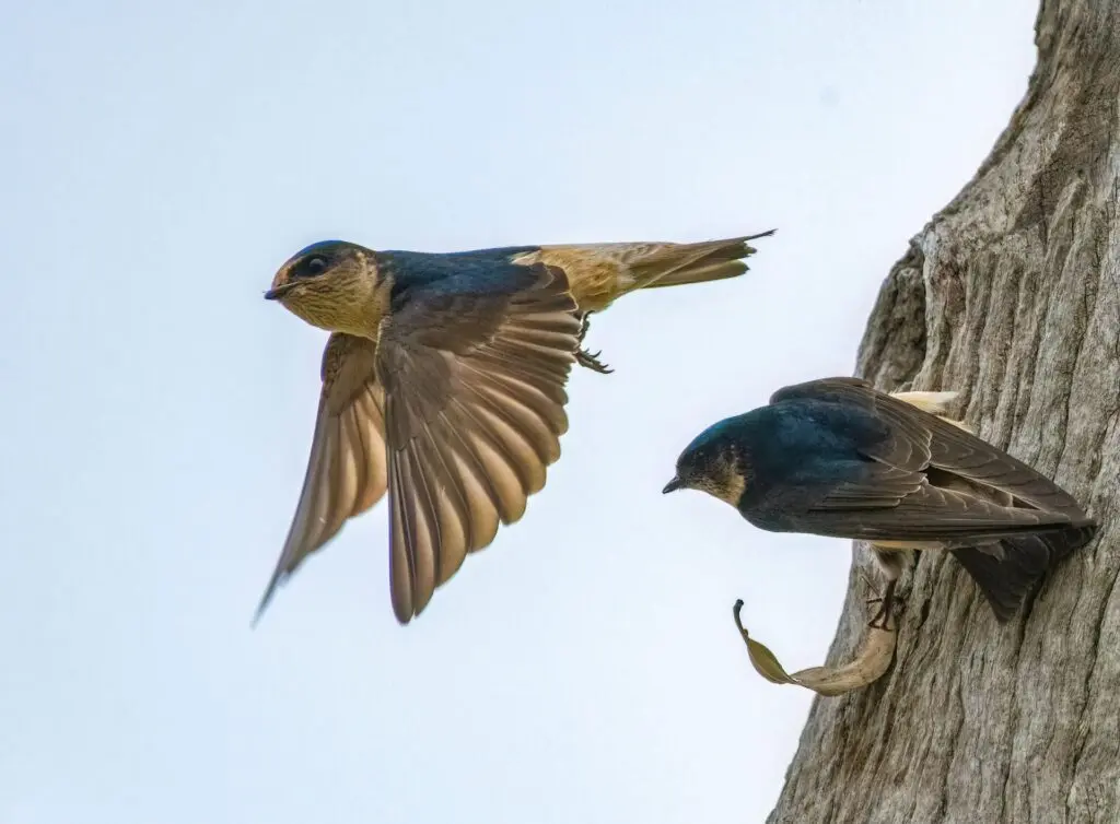 To the right of the frame, a swallow-like Tree Martin is perched on a tree trunk, preparing for take-off. To its left, a Tree Martin in mid-flight looks towards the camera, against a pale blue sky background.