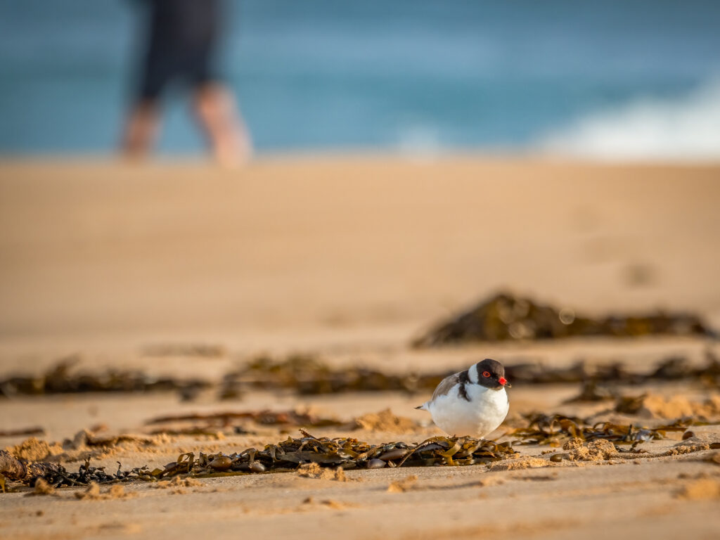 To the right of the frame, an adult Hooded Plover with a black head and neck, white front and red eyes and beak is perched behind some seaweed in the foreground among the sand of the beach. In the background, out of focus, is the blurry shape of a human walking along the shore and the blue water of the ocean.