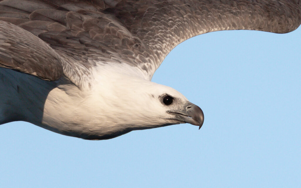 A cropped close-up of a huge grey and white White-bellied Sea-Eagle in flight against a sky blue background.