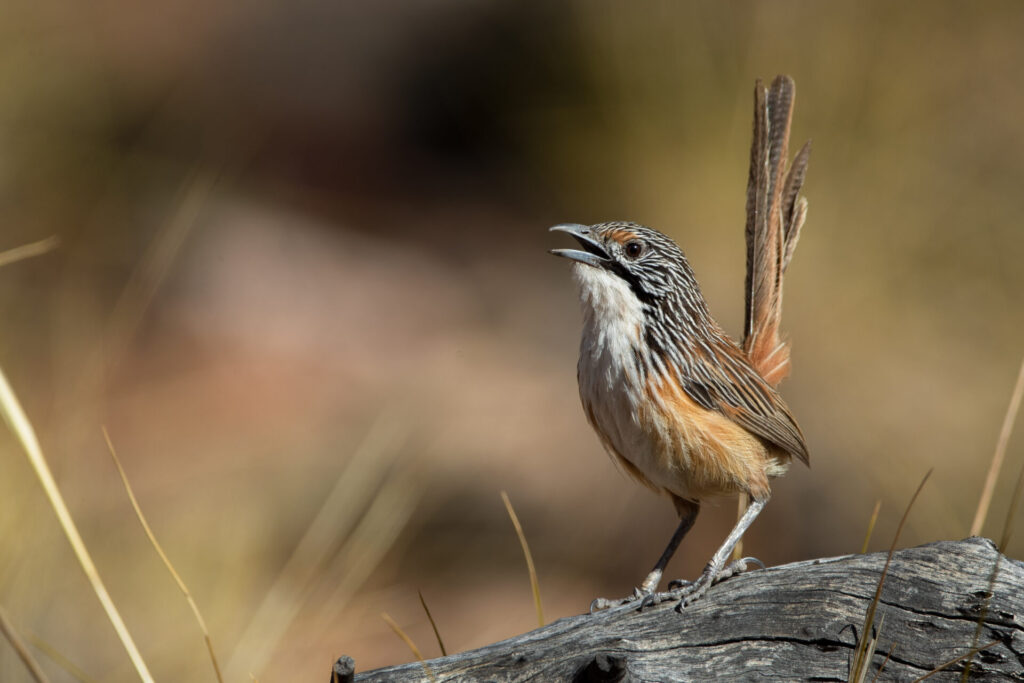 To the right of the frame, a Carpentarian Grasswren with black, brown and white plumage is perched on a log and calling with tail cocked, against a splotched brown background.