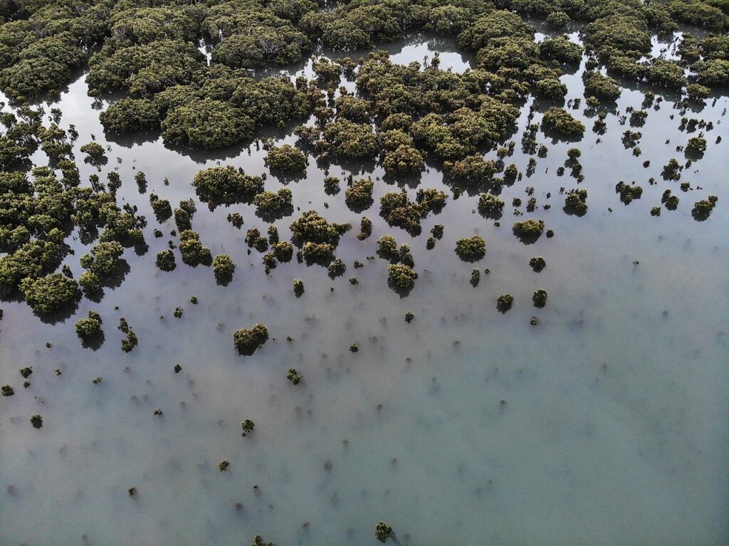 An aerial view of the green mangroves (top of frame) and the cloudy blue and green water of the bay around Westernport Bay