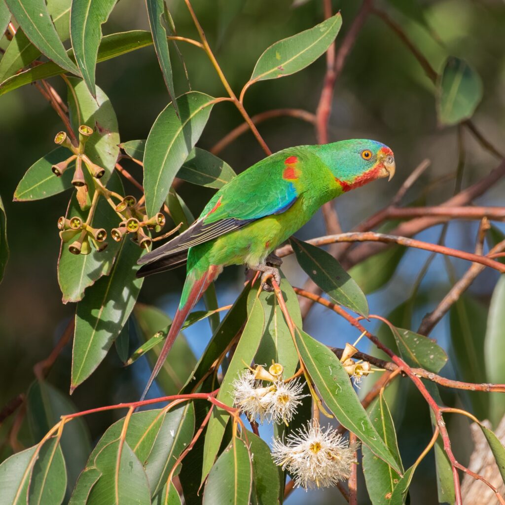 In the centre of the frame, a brightly-coloured Swift Parrot is perched on the branch of a flowering eucalypt, surrounded by gum leaves and blossoms and facing towards the camera.