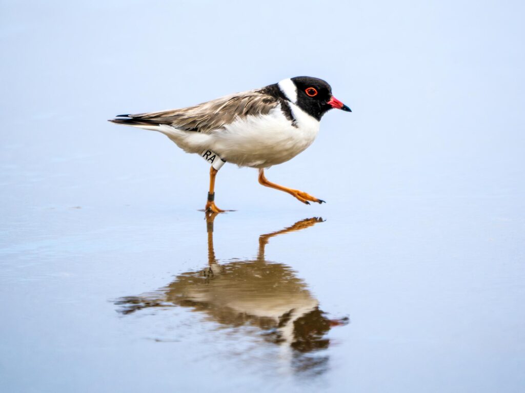 In the middle of the frame, an adult Hooded Plover walks along the wet sand of a beach with one leg raised, reflected in the blue water. On the back leg is a small white tag that reads RA