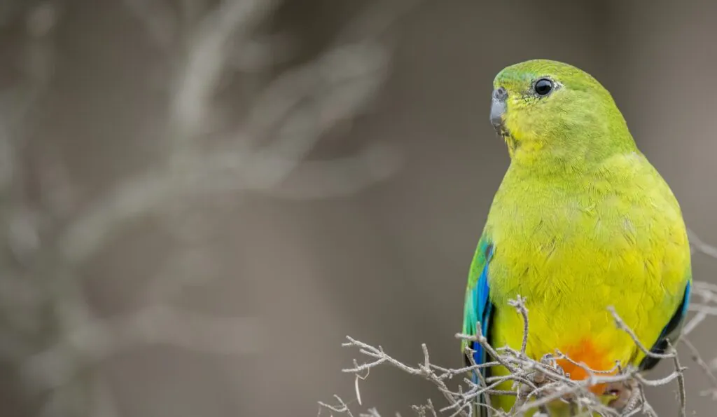 Orange Bellied Parrot profile