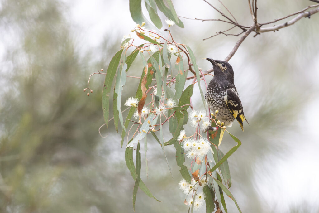 To the right of the frame, an adult yellow and black Regent Honeyeater with coloured leg bands is perched on a flowering gum branch against a dappled grey, white and green background. The bird is looking towards the camera with its long tongue exposed.