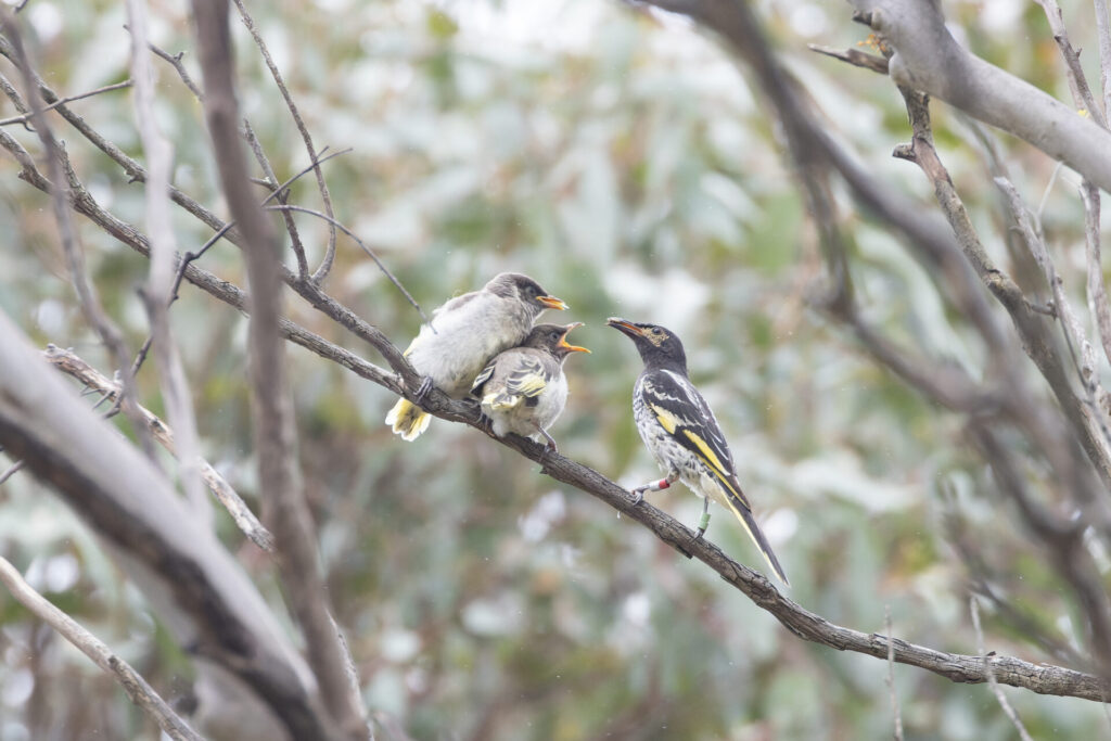 In the middle of the frame, an adult female black and gold Regent Honeyeater (right) with two coloured bands on each legs is perched on a thin branch and feeding her two grey and yellow chicks (left) against a blurred forest background.