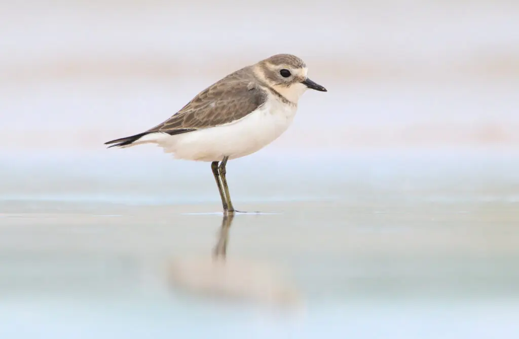 In the centre of the frame, a small brown and cream Double-banded Plover is wading in pale blue and pink water, looking towards the camera.