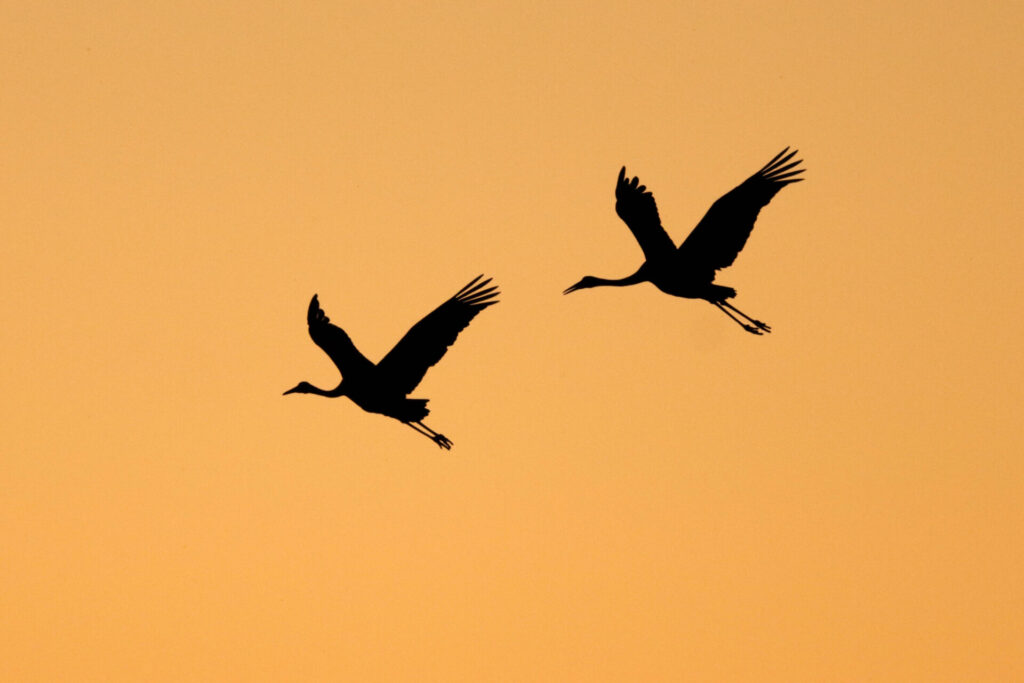 Two brolgas in flight, silhouetted against an orange sunset.