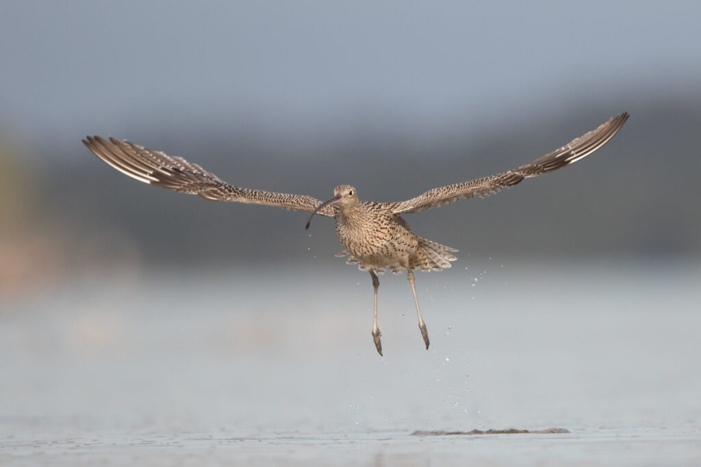 In the centre of the frame, a pale brown and streaked Eastern Curlew takes off from the surface of the water, with wings and legs outstretched and droplets of water falling from its bill and feet.