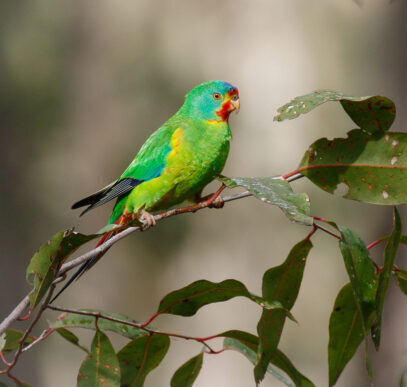 Donate to help Swift Parrots - BirdLife Australia