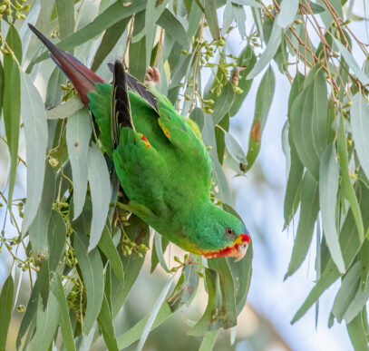 Donate to help Swift Parrots - BirdLife Australia
