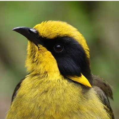 Close up of a Helmeted Honeyeater