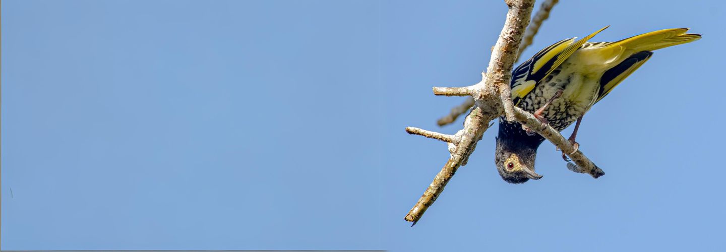 To the right of the frame, a black and yellow Regent Honeyeater is perched on a branch. It is peering upside-down towards the camera, against a blue sky.