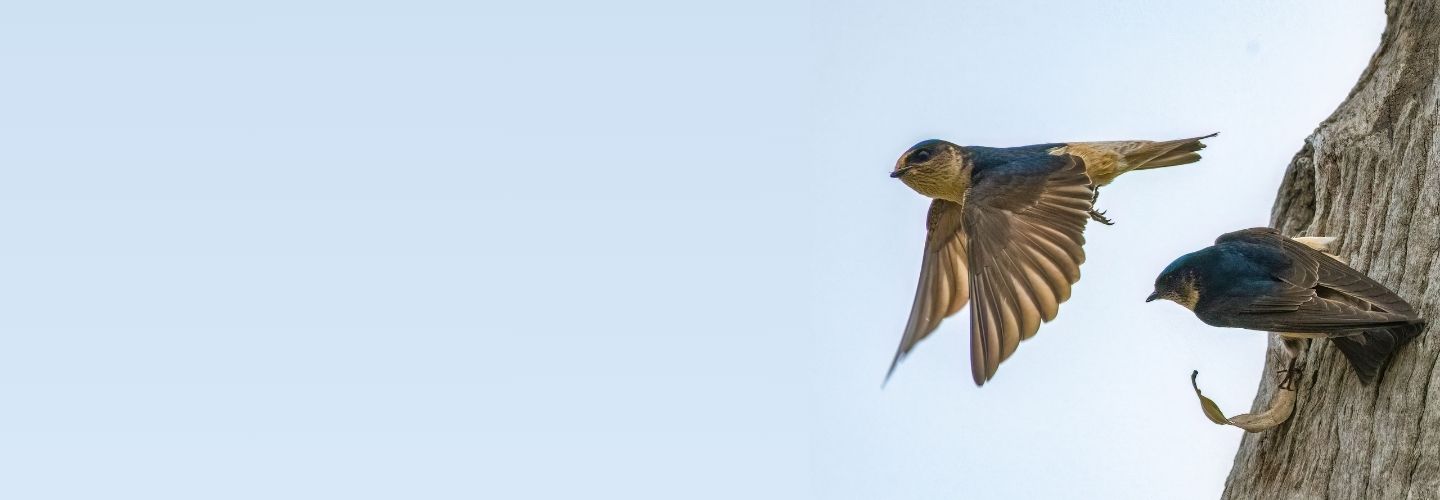 To the right of the frame, a swallow-like Tree Martin is perched on a tree trunk, preparing for take-off. To its left, a Tree Martin in mid-flight looks towards the camera, against a pale blue sky background.