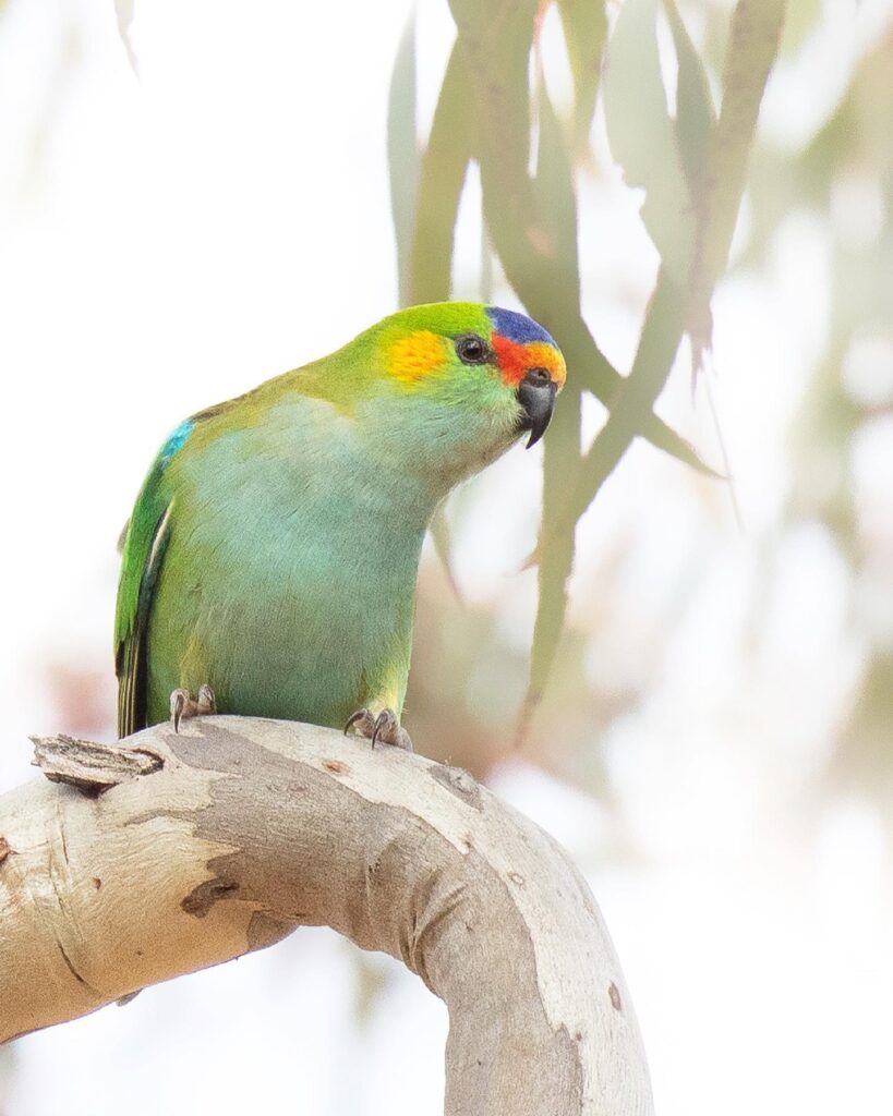 To the left of the frame, a brightly-coloured Purple-crowned Lorikeet is perched on the bare branch of a eucalypt in front of a bunch of gum leaves, against a dappled white and green background. It is looking towards the camera. 