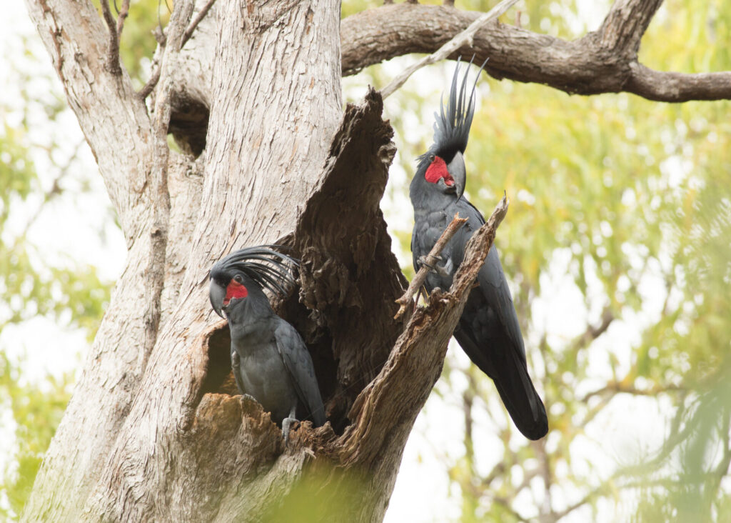 In the middle of the frame, a pair of huge black and red Palm Cockatoos are perched in the hollow of a tree against a blurred forest background. One bird (left) is inside the hollow, while the other (right) is perched on a connecting branch with a 'drumstick' grasped in his claw, facing towards the camera.