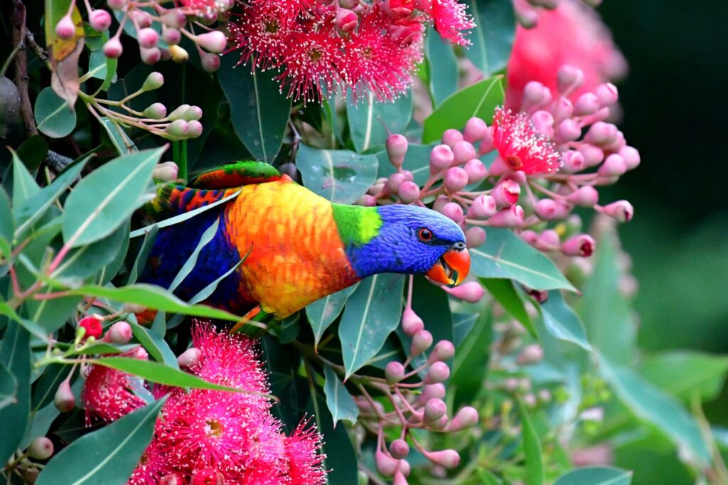To the right of the frame, a brightly-coloured Rainbow Lorikeet peers out of the pink blossom and gum nuts of a flowering gum.