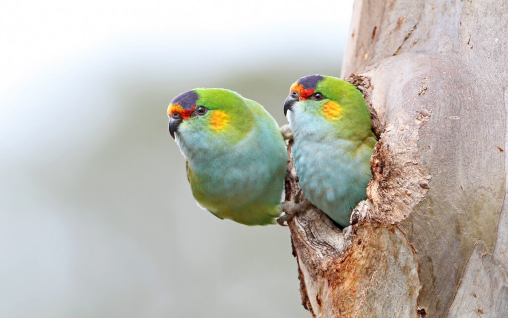 In the centre of the frame, a pair of Purple-crowned Lorikeets are perched on their nest hollow in a eucalypt. The bird on the right is peering out from inside the hollow, while its partner is perched on the entrance. Both birds are facing to the left of the frame against a pale grey dappled background.