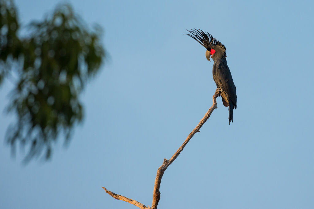 To the right of the frame, a Palm Cockatoo is perched atop a thin branch, facing to the left with crest raised and beak open against a sky blue background. To the left of the frame, there is out of focus green foliage.