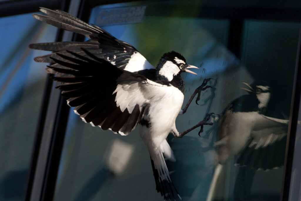 A black and white male Magpie-lark attacks his reflection in a glass car window.