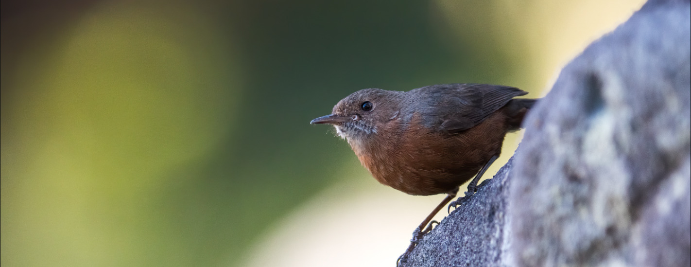 Rockwarbler on rock