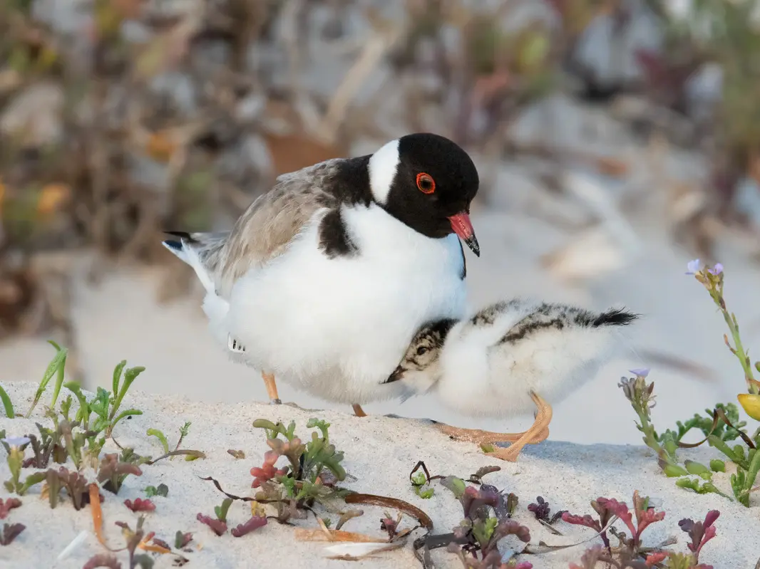 Hooded plover with check amongst coastal vegetation