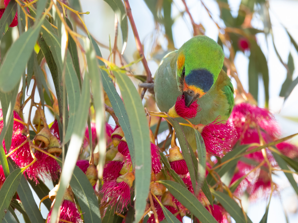 To the right of the frame, a Purple-crowned Lorikeet is perched in a pink flowering gum and feeding on the blossom. Its beak is inside one of the flowers and it is facing down towards the camera, showing its distinctive purple cap. 