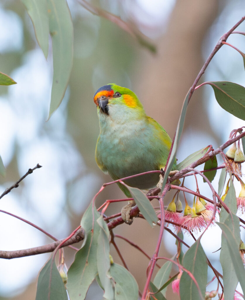 In the centre of the frame, a brightly-coloured Purple-crowned Lorikeet is perched on the branch of a flowering eucalypt against a blurred green, blue and brown foliage background. Below its foot is a pink gum blossom.