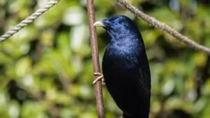 Mature male satin bowerbird in iridescent black plumage. He is holding on to a stick, facing and looking left.