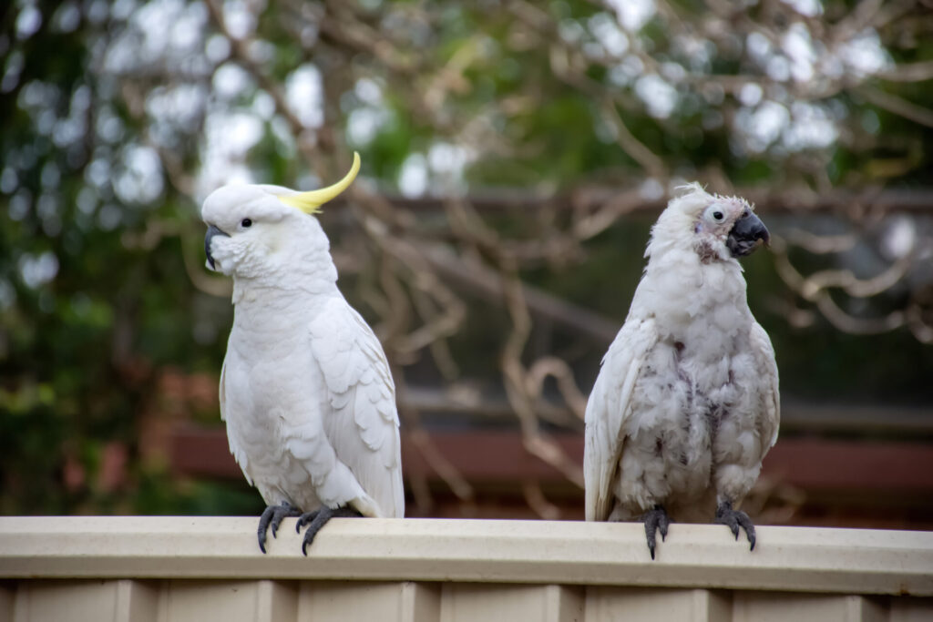Two Sulphur-crested Cockatoos are perched side-by-side on a colourbond fence in a suburban backyard. The bird on the left appears normal and healthy, but the bird on the right is clearly unwell with many missing feathers and an overgrown, deformed beak, all clear signs of psittacine beak and feather disease.