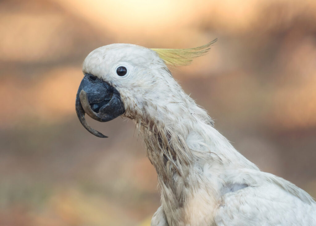 A cropped close-up of a sick Sulphur-crested Cockatoo against an orange and brown dappled background. The bird has dirty, raggedy feathers and an overgrown beak, clear signs of PBFD