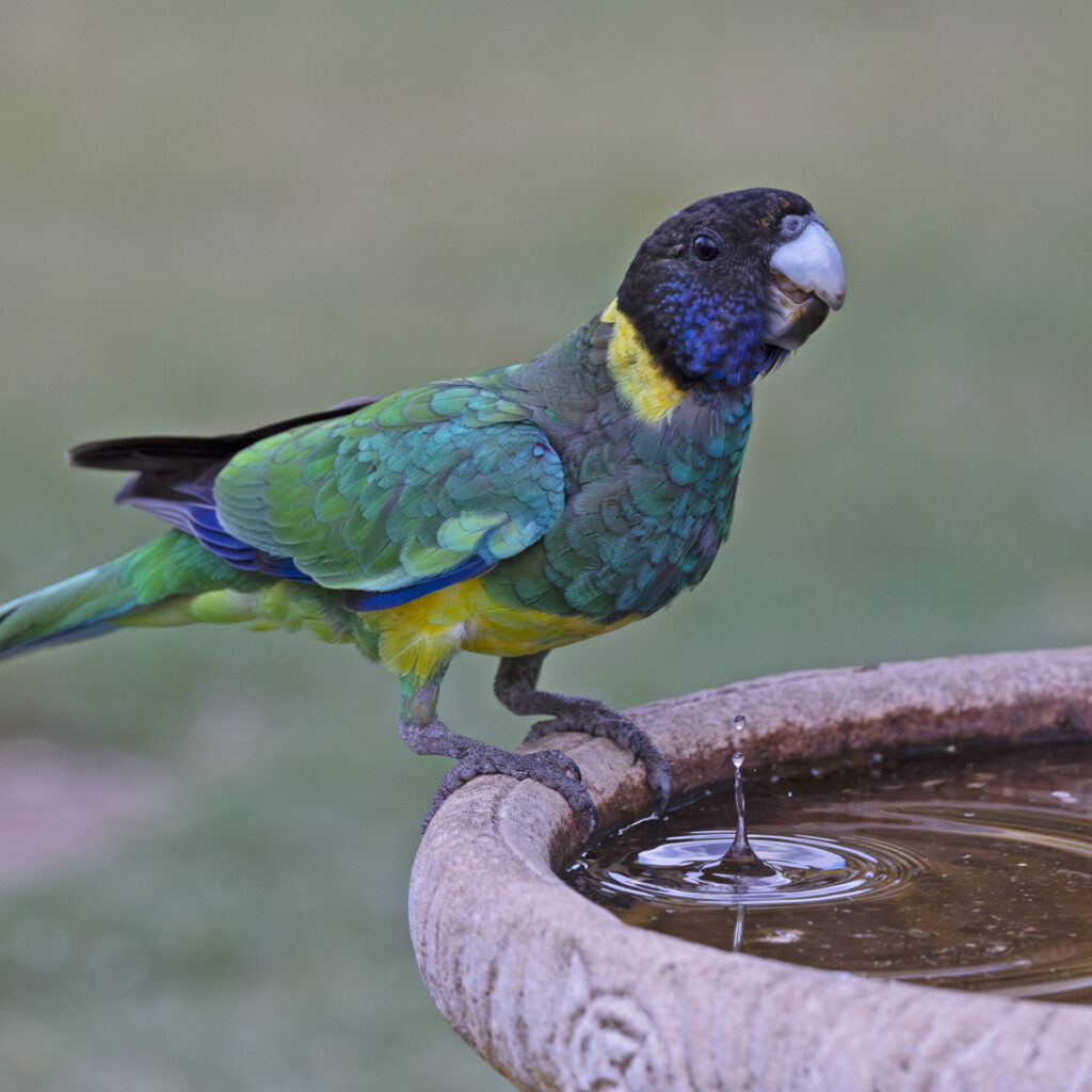 In the middle of the frame, a colourful Australian Ringneck is perched on the edge of a terracotta  bird bath, enjoying a drink of water against a blurred green grass background.