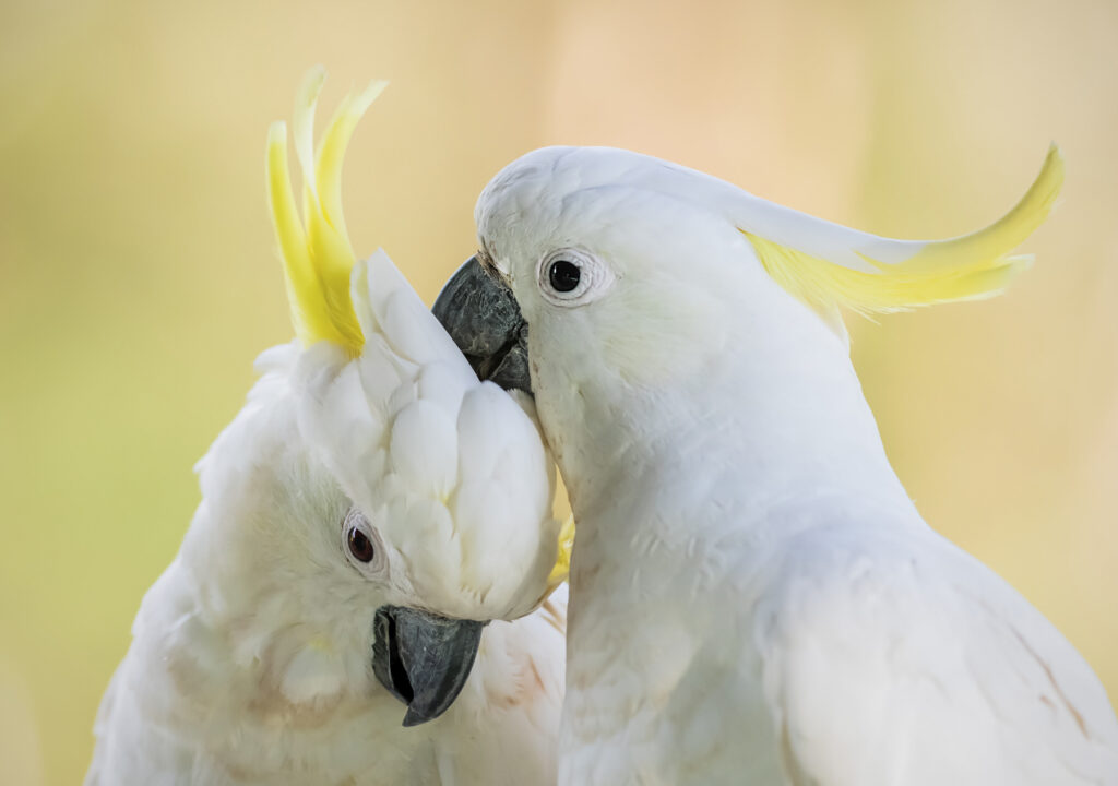 A pair of Sulphur-crested Cockatoos preening eachother against a pale orange background.