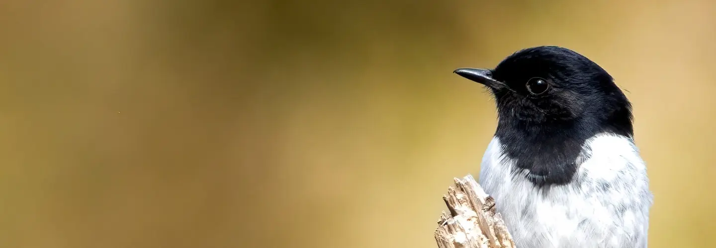 A Hooded Robin perched at the end of a branch, looking left