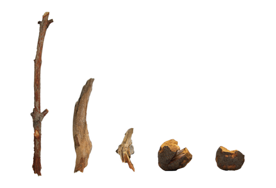 Five examples of Palm Cockatoo drumming tools against a white background. The first three objects (from the left) are 'drumsticks' of various sizes, which the male trims down with his beak. To the right, there are two modified grevillea glauca seed pod tools.