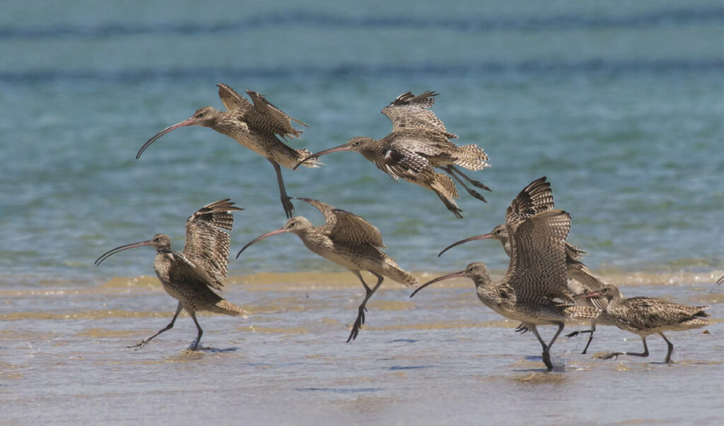 A flock of nine Eastern Curlews landing on a mudflat.