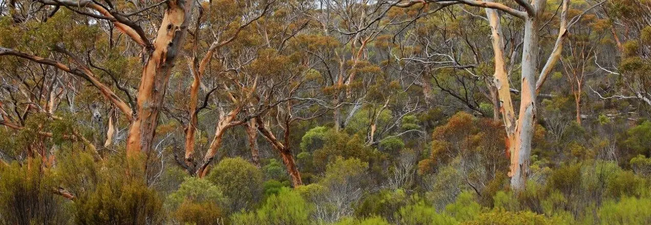 Salmon gum woodlands