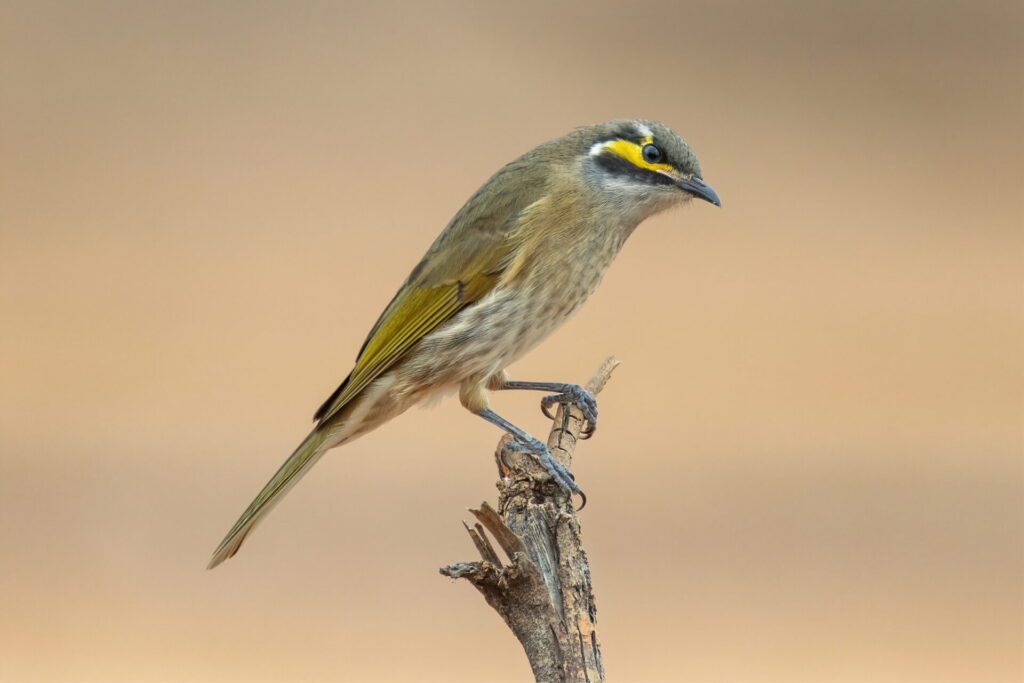 In the centre of the frame, a Yellow-faced Honeyeater is perched on top of a branch, head cocked and looking towards the camera against a pale brown gradient background.