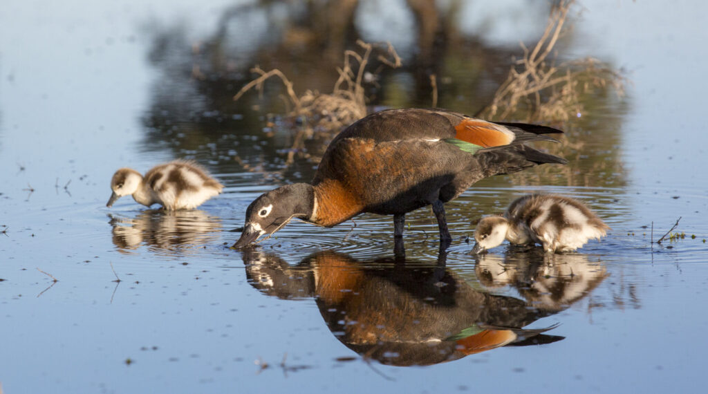 In the centre of the frame, a female Australian Shelduck forages in shallow blue water with a duckling either side.
