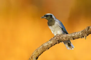 To the right of the frame, a grey and black Black-faced Cuckoo-shrike is perched on a branch against an orange dappled background, facing towards the left.