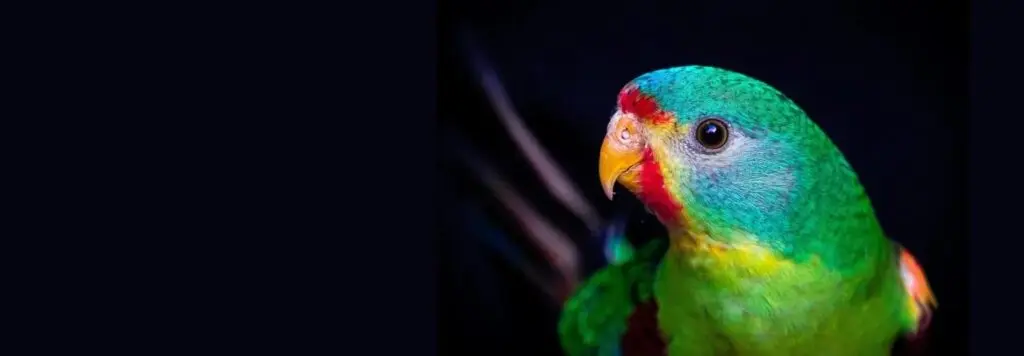 Critically Endangered Swift Parrot against dark background