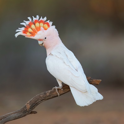 Pink cockatoo with crest up, perched on a branch