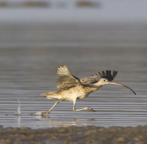 In the centre of the frame, an Eastern Curlew runs across the surface of a mudflat with wings and legs outstretched, preparing to take off. 